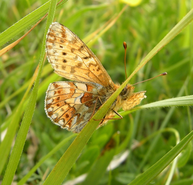 da determinare - Boloria pales e Melitaea varia